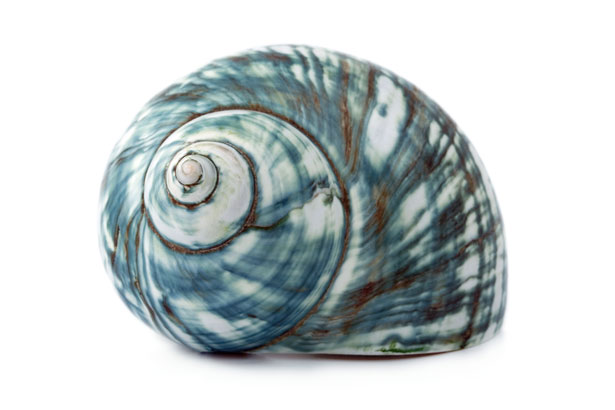 Tulia Sea Shell Contact – ULTREIA